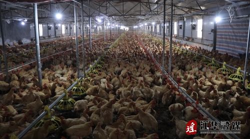 江華 做好防寒指導確保畜禽安全越冬
