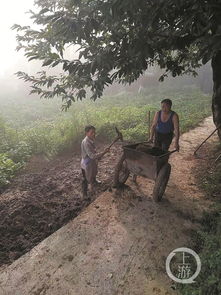 立行立改促畜禽養殖糞污綜合治理 重慶各區縣確保生態環境持續向好